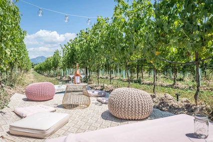 Picnic d'Autore in vigneto: l'Essenza del Lago di Garda a Lazise 6